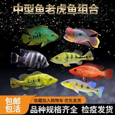 紅老虎魚體色改善方法，紅寶石魚的顏色變紅的方法 虎魚百科 第1張