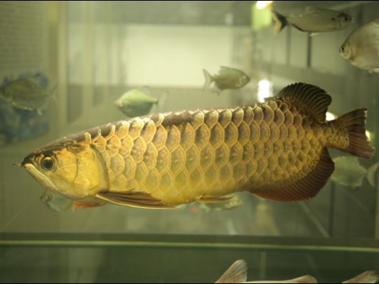 藍(lán)底過背金龍魚的疾病預(yù)防，藍(lán)底過背金龍魚疾病預(yù)防措施