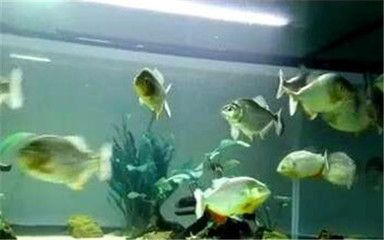 泰國虎魚適宜水草種類，泰國虎魚適宜的水草種類 虎魚百科 第4張