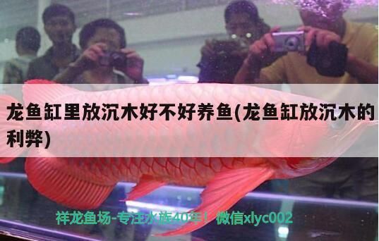 龍魚缸里放沉木好不好，龍魚缸放沉木合適嗎 魚缸百科 第2張