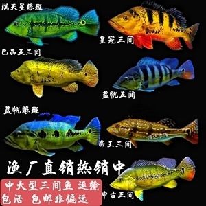 申古三間魚飼料品牌推薦，如何判斷申古三間魚飼料質(zhì)量 觀賞魚市場（混養(yǎng)魚） 第5張