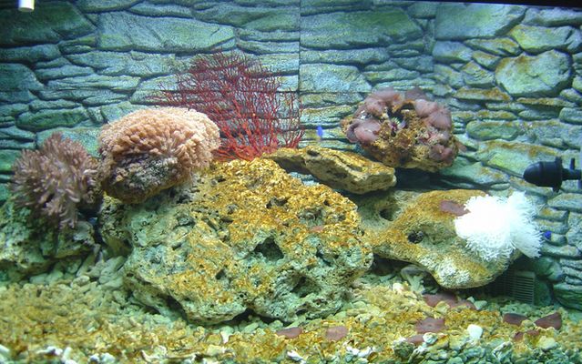 如何防止水族箱內(nèi)水藻泛濫，防止水族箱內(nèi)水藻泛濫的方法