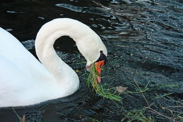 雷龍魚飼養(yǎng)環(huán)境要求，飼養(yǎng)雷龍魚需要滿足什么條件