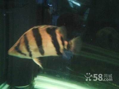 寶石魚繁殖期飼料選擇，寶石魚繁殖期飼料品牌推薦