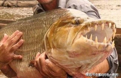 泰國虎魚與水虎魚區(qū)別，泰國虎魚與水虎魚的區(qū)別