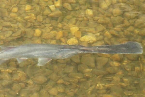 鴨嘴鯊魚(yú)食物選擇指南，鴨嘴鯊魚(yú)食物選擇指南，探索適合的飼養(yǎng)方法與飼養(yǎng)方法