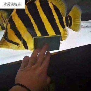 四紋虎魚水質(zhì)管理最佳實踐，四紋虎魚水質(zhì)管理的最佳實踐