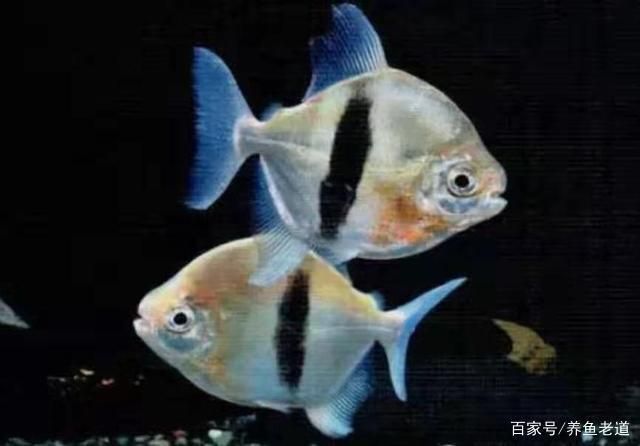 龍魚缸搭配，龍魚缸搭配技巧，龍魚混養(yǎng)注意事項