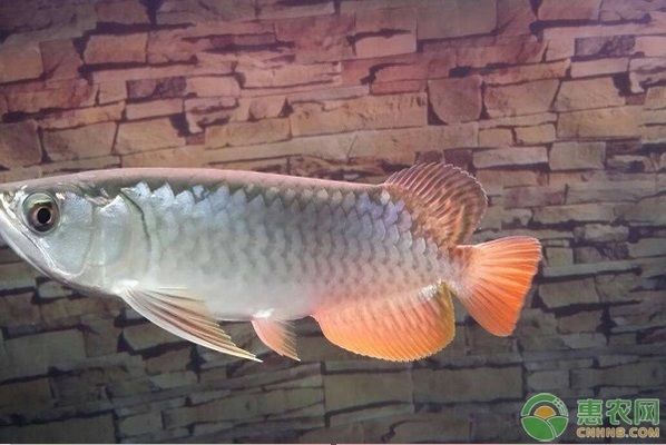 龍魚哪個(gè)好，過背金龍是較好的龍魚品種：過背金龍是許多龍魚愛好者心中的首選 龍魚百科 第3張