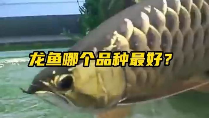 龍魚哪個(gè)好，過背金龍是較好的龍魚品種：過背金龍是許多龍魚愛好者心中的首選 龍魚百科 第5張