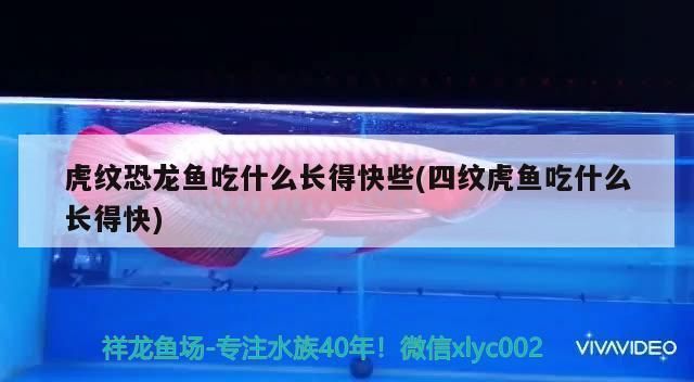 四紋虎魚食物多樣性的實踐方法，四紋虎魚人工飼料選擇指南，四紋虎魚食物安全檢測方法