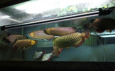 龍魚缸水溫32.5度，龍魚缸水溫32.5度對龍魚的健康是有害的