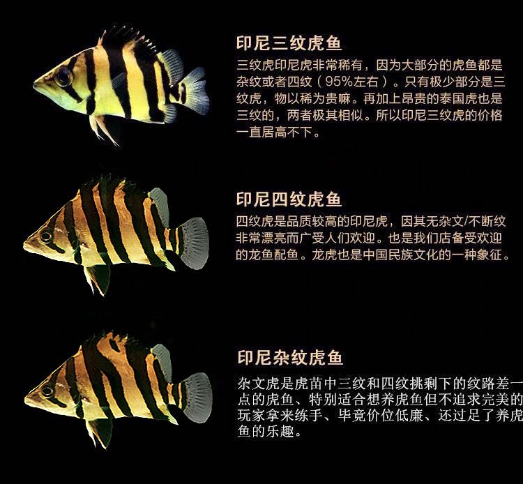 如何區(qū)分幼魚的蘇虎與印尼虎，如何區(qū)分幼魚的蘇虎與印尼虎魚的基本特征 虎魚百科 第4張