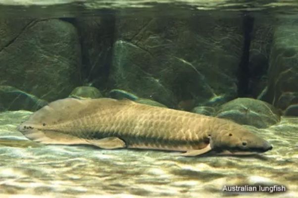 肺魚如何在陸地上呼吸，肺魚是一種獨特的魚類，它們不僅能在水中呼吸，還能在陸地上呼吸 觀賞魚市場（混養(yǎng)魚） 第3張