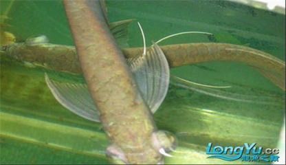 孔雀龍魚(yú)繁殖后疾病預(yù)防，孔雀龍魚(yú)繁殖后水質(zhì)管理技巧 觀賞魚(yú)市場(chǎng)（混養(yǎng)魚(yú)） 第5張