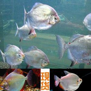 細線銀板魚苗與龍魚混養(yǎng)的成功案例，細線銀板魚苗與龍魚混養(yǎng)成功案例 虎魚百科 第4張