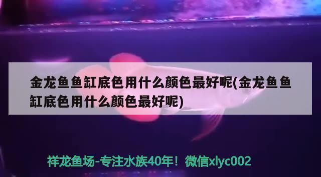 金龍魚魚缸底色用什么顏色最好看，金龍魚魚缸底色選擇指南,金龍魚觀賞價值提升技巧 魚缸百科 第2張