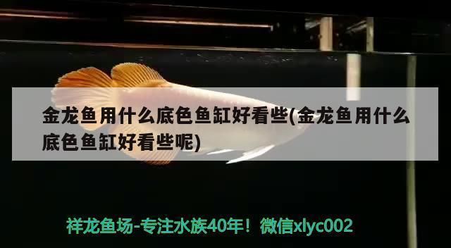 金龍魚魚缸底色用什么顏色最好看，金龍魚魚缸底色選擇指南,金龍魚觀賞價值提升技巧 魚缸百科 第5張