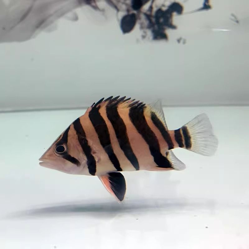 四紋虎魚(yú)繁殖期光照調(diào)整方法，四紋虎魚(yú)繁殖期光照的調(diào)整方法 虎魚(yú)百科 第6張