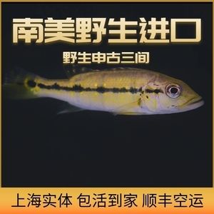 申古三間魚混養(yǎng)伴侶選擇，申古三間魚混養(yǎng)水質管理技巧 虎魚百科 第5張