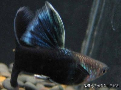 龍魚蒙眼是什么原因造成的圖片，關(guān)于龍魚蒙眼的問題 水族問答