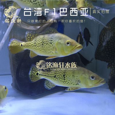 虎魚(yú)活體運(yùn)輸技巧，虎魚(yú)活體運(yùn)輸技巧及注意事項(xiàng) 虎魚(yú)百科 第3張