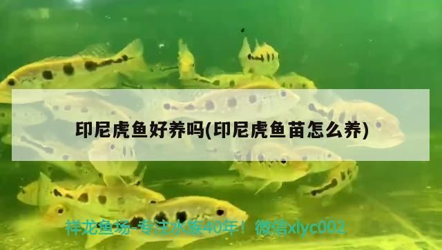 印尼虎魚(yú)苗最佳水溫，印尼虎魚(yú)苗飼養(yǎng)常見(jiàn)誤區(qū) 虎魚(yú)百科 第2張