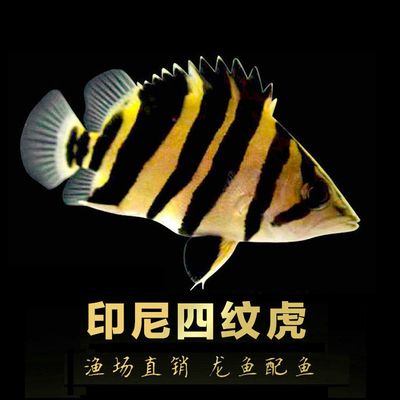 三紋虎魚飼料品牌用戶評價，三紋虎魚飼料品牌對比評測三紋虎魚飼料價格區(qū)間查詢 虎魚百科 第2張