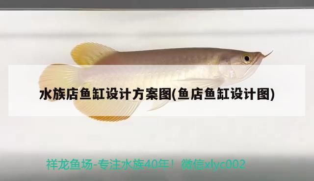 四紋虎魚缸尺寸與預(yù)算關(guān)系，四紋虎魚缸尺寸與預(yù)算之間存在著密切的關(guān)系 虎魚百科 第3張