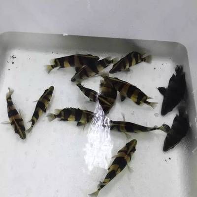 印尼虎魚(yú)繁殖周期探究，關(guān)于印尼虎魚(yú)的繁殖周期的探究 虎魚(yú)百科 第6張