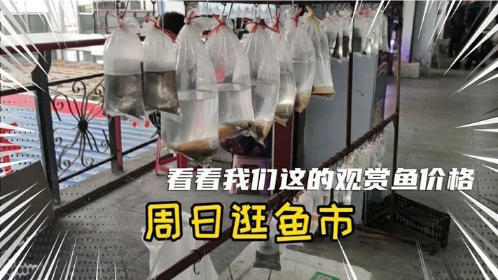 觀賞魚品種價格對比圖表，不同觀賞魚品種的價格對比圖表 虎魚百科 第4張