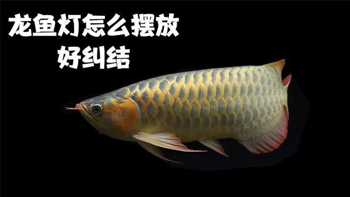 龍魚缸燈光怎么放比較好，龍魚缸燈光對于提升觀賞效果和水質管理至關重要 魚缸百科 第5張