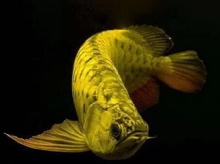 龍魚(yú)燈光擺放位置防止掉眼的方法，龍魚(yú)水族箱內(nèi)光照布局設(shè)計(jì),龍魚(yú)掉眼癥狀及早期預(yù)防措施 龍魚(yú)百科 第1張