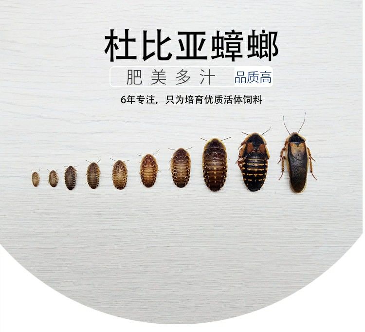 龍魚吃啥活體，飼養(yǎng)龍魚的注意事項(xiàng)