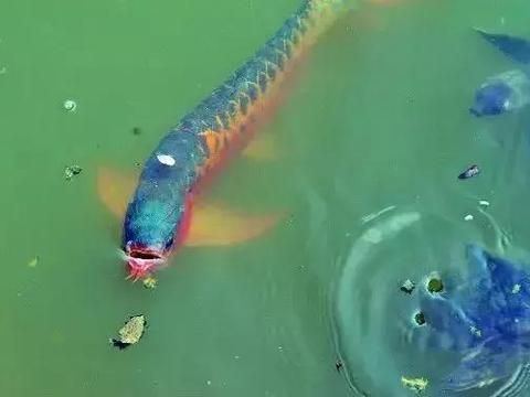 龍魚怎么吃東西，龍魚的進食方式主要包括捕食活餌和食用飼料兩種形式 龍魚百科 第5張