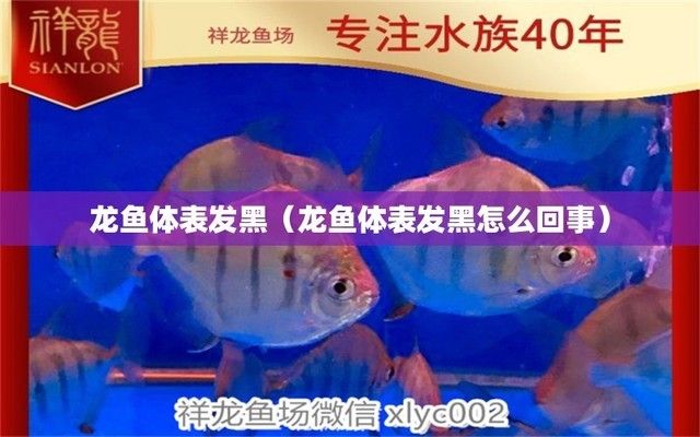 金龍魚魚背發(fā)黑是什么原因，金龍魚魚背發(fā)黑可能由多種因素引起金龍魚的顏色引起 龍魚百科 第4張