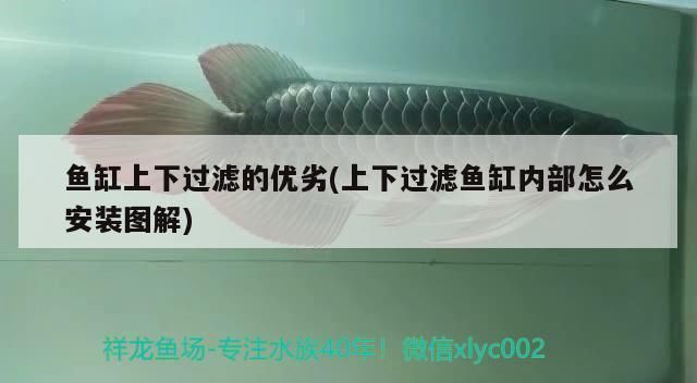 龍魚缸上過濾好不好呢，龍魚缸上過濾系統(tǒng)優(yōu)缺點 魚缸百科 第3張