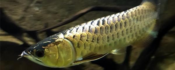 金龍魚幼年期最佳飼料選擇，金龍魚幼年期最佳飼料選擇應包括生物餌料和人工餌料的合理搭配 觀賞魚市場（混養(yǎng)魚） 第2張