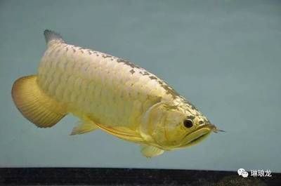 金龍魚幼年期最佳飼料選擇，金龍魚幼年期最佳飼料選擇應包括生物餌料和人工餌料的合理搭配 觀賞魚市場（混養(yǎng)魚） 第4張