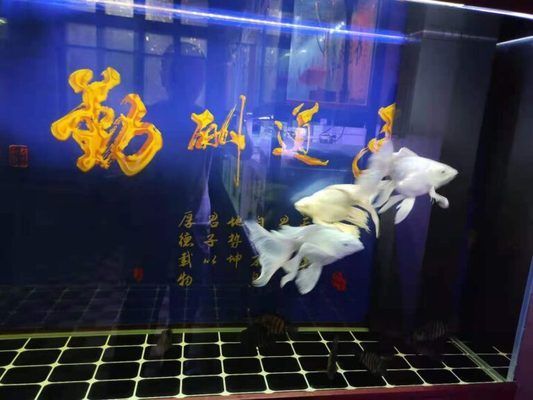 大白鯊魚苗食欲不振的原因，大白鯊魚苗食欲不振可能由水質(zhì)問題、健康問題、健康問題、環(huán)境變化 觀賞魚市場(chǎng)（混養(yǎng)魚） 第5張