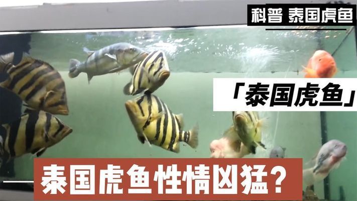 泰國虎魚品種間攻擊性對比，泰國虎魚vs非洲虎魚,印尼虎魚vs非洲虎魚vs非洲虎魚 虎魚百科 第4張