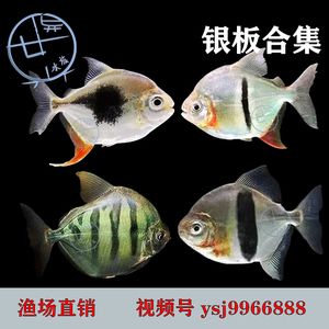 虎紋銀板魚飼料選擇指南，-虎紋銀板魚飼料選擇指南，虎紋銀板魚飼料選擇指南 虎魚百科 第4張