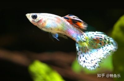 觀賞魚幼魚飼料選購指南，如何判斷魚糧質(zhì)量，幼魚飼料營養(yǎng)成分解析 虎魚百科 第4張