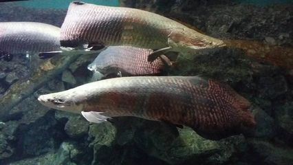 亞馬遜河魚種研究進展，亞馬遜河魚類生物多樣性的研究取得了顯著進展 觀賞魚市場（混養(yǎng)魚） 第5張