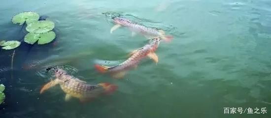 龍魚追咬虎魚怎么不讓他追咬，如何防止龍魚追咬虎魚