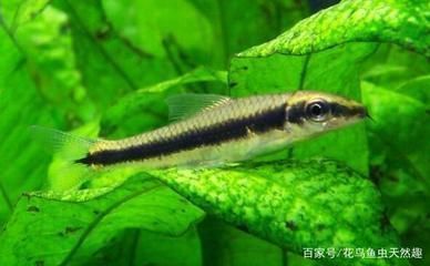 泰國虎魚捕食策略的進化歷程，泰國虎魚在生態(tài)系統(tǒng)中的作用研究