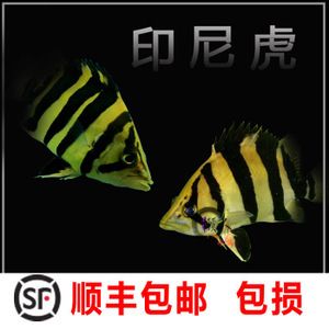 印尼三紋虎魚混養(yǎng)適宜伴侶，印尼三紋虎魚混養(yǎng)注意事項(xiàng) 虎魚百科 第6張