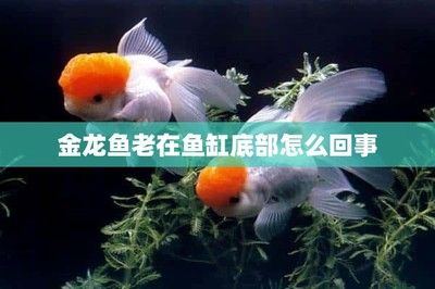 金龍魚總往魚缸下面游怎么辦，解決金龍魚總往魚缸下面游的問題 魚缸百科 第3張