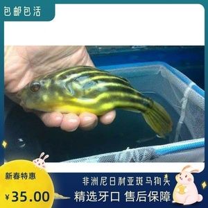 斑馬狗頭魚健康檢查頻率，如何判斷斑馬狗頭魚健康,水族箱水質(zhì)管理技巧分享 觀賞魚市場（混養(yǎng)魚） 第2張