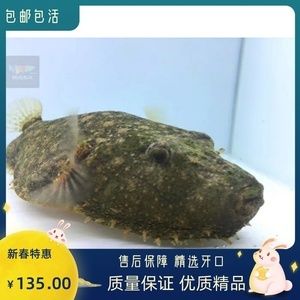 斑馬狗頭魚健康檢查頻率，如何判斷斑馬狗頭魚健康,水族箱水質(zhì)管理技巧分享 觀賞魚市場（混養(yǎng)魚） 第3張